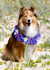 Nice, beautiful smiling sable white and tricolor shetland sheepdog, shelties portrait with colorful...