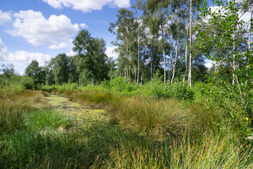 Naturschutzgebiet Venner Moor, Senden, Münsterland, Nordrhein-Westfalen, Deutschland, Europa