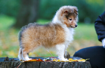 Stunning nice fluffy sable white shetland sheepdog puppy, sheltie standing outside on stump on a...