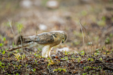 Shikra or Accipiter badius or little banded goshawk ground perched in search of insects at ranthambore national park rajasthan india