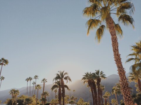Palm tree landscape