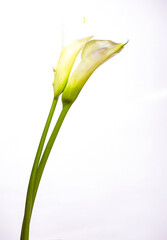 white calla lily for congratulation against a white background, copy space.