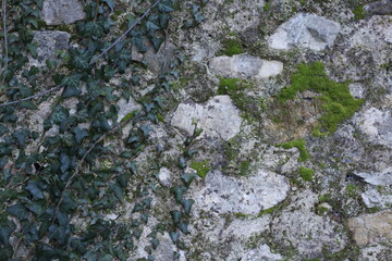 pianta rampicante su un muro di sassi con muschio