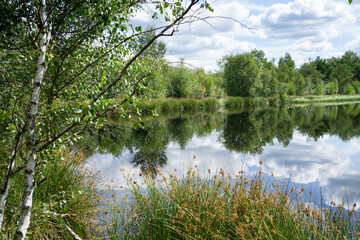Fototapeta na wymiar Naturschutzgebiet Venner Moor, Senden, Münsterland, Nordrhein-Westfalen, Deutschland, Europa