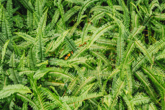 fern