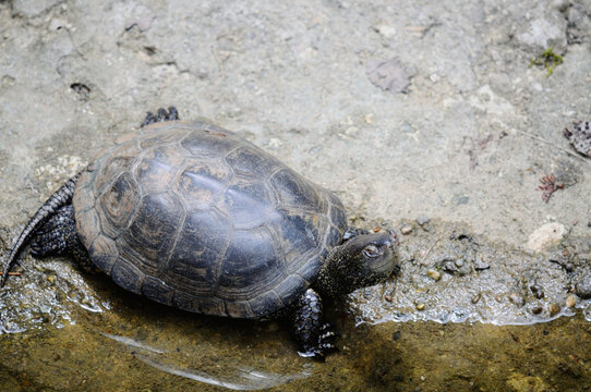 Turtle