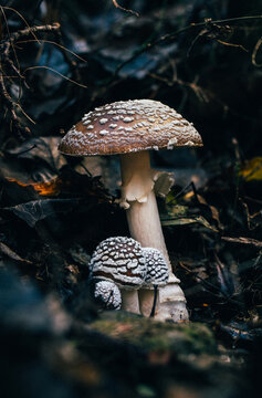 Poison Panther Cap Mushroom