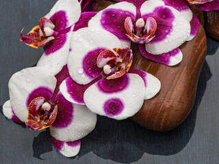 Close up fresh fragrand flowers orchid on a stone in a black wet background.
