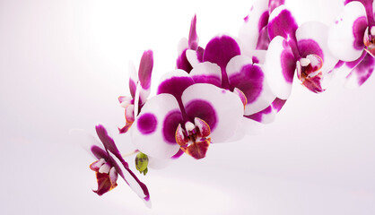 Aromatic natural branch of fresh flowers orchids on a white background. Copy space.