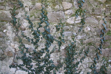 pianta rampicante su un muro di sassi con muschio