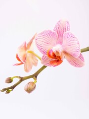 Close up of phalaenopsis pink in blossom on a white background with copy space.