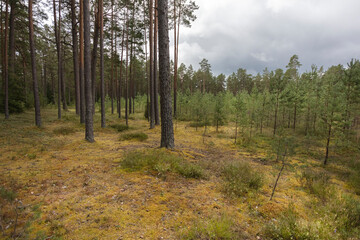 Pine forest landscape on a cloudy day. Old and young planting of trees. Baltic nature. Estonia