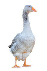 Greylag goose (anser anser) frontal shot, isolated on white background