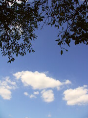 桜の梢と晩夏の青空と浮雲