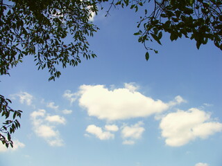 桜の梢と晩夏の青空と浮雲