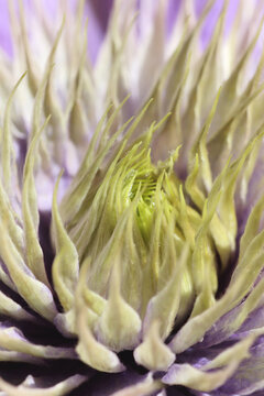Exotic double clematis flower