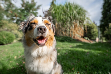 an australian shepherd wide angle shot sitting on the green gras funny face smile closed eyes