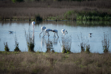 Flamencos Laguna Fuente de Piedra
