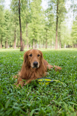 Golden Retriever playing in outdoor grass