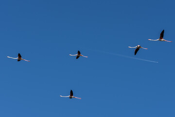 Flamencos Laguna Fuente de Piedra