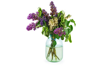 Withered bunch of lilac isolated on white background