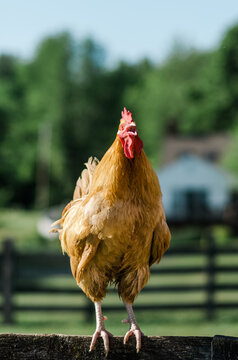rooster on a fence, waking up the farm