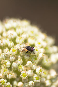 Fly perched on small flowers