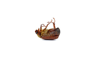 Dead cockchafer (Melolontha melolontha) isolated on white background
