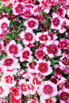 Sweet William (Dianthus) flowers after rainfall