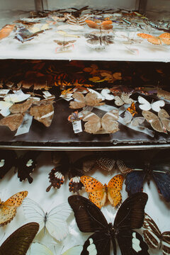 butterfly specimen collection.