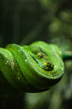 A close up of a Green Tree Python (Morelia viridis) coiled up on branch.
