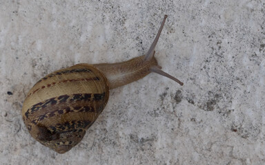 Large snail crawls across the windowsill floor