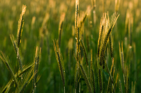 close up of golden blades of grass