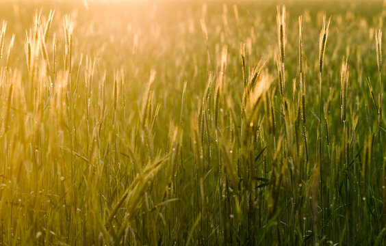 close up of grass growing in golden sunset