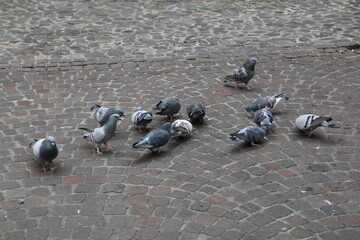 piccioni in una piazza