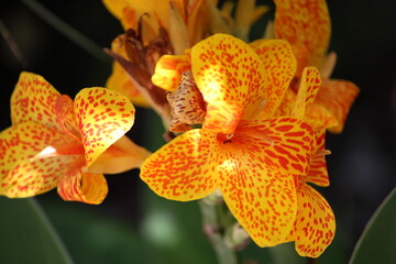 orchidea arancione e gialla