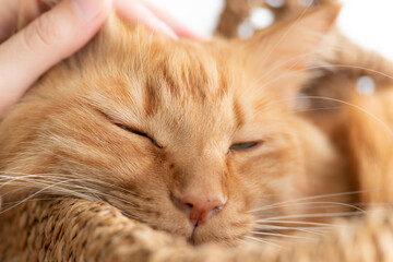 猫と暮らす　茶トラ猫