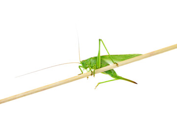 Big green grasshopper on wooden stick isolated on white background