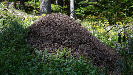 Bau der Waldameisen, Formica, Ameisenhügel in Nadelwald