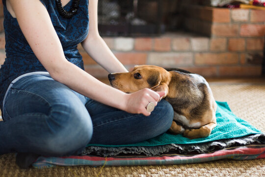 Close-up of young woman stroking her bloodhound dog