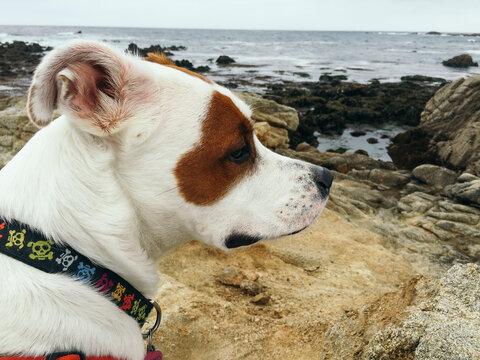 dog with rocky shore in background