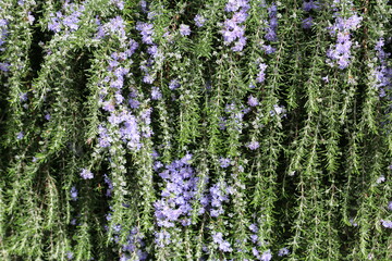 piante di rosmarino con api