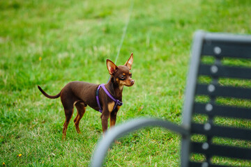 Cute Prague ratter playing outdoors at daytime