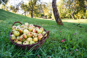 Freshly picked apples in a basket on the grass at orchard.