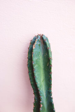 cactus against a pink wall