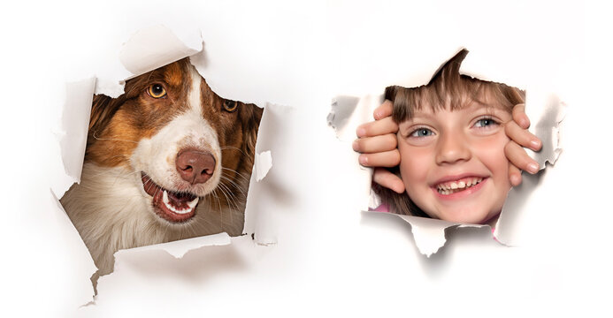 Australian Shepherd dog photographed in  a paper hole and cute little girl