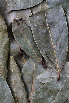 Bay leaves background