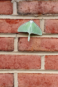 Large green luna moth insect motionless on brick wall
