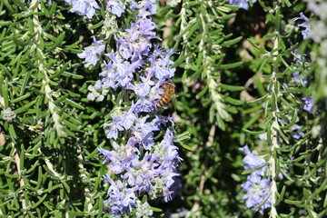 piante di rosmarino con api