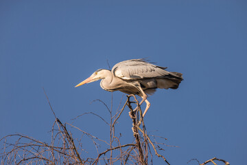 Native Birds of Germany